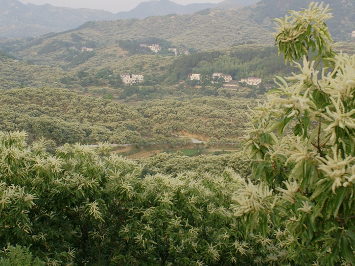 种植基地