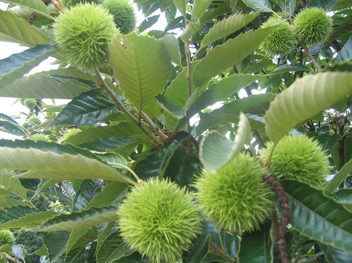 种植基地