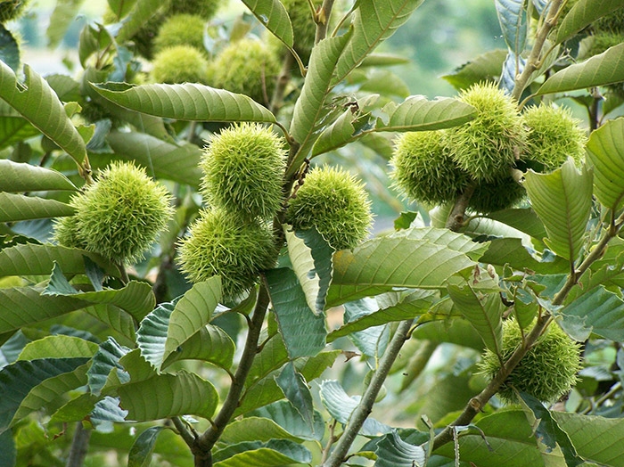 种植基地